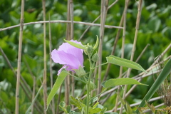 Hibiscus striatus lambertianus