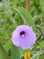 Hibiscus striatus lambertianus