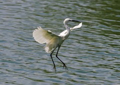 Egretta garzetta