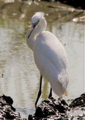 Egretta garzetta