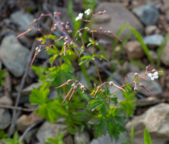 Geranium krylovii