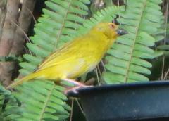 Ploceus subaureus subaureus