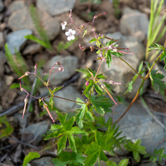 Geranium krylovii