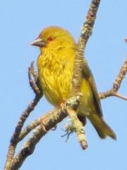 Ploceus subaureus subaureus