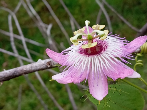 Passiflora lanuginosa
