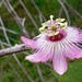 Passiflora lanuginosa - Photo (c) Ricardo Rivera, algunos derechos reservados (CC BY-NC), subido por Ricardo Rivera