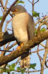 Accipiter minullus