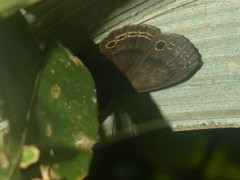 Eunogyra satyrus