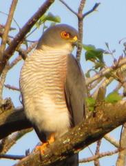 Accipiter minullus