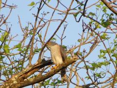 Accipiter minullus