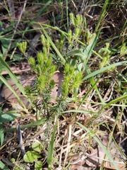 Acrotriche serrulata