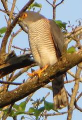 Accipiter minullus