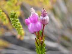 Erica obliqua