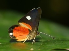 Mesene leucophrys