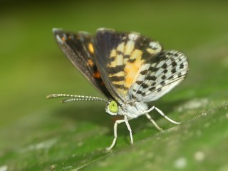 Cariomothis chia