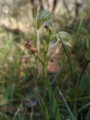 Pterostylis melagramma