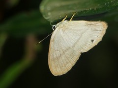 Euselasia uria