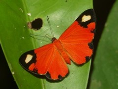 Mesene epaphus pyrrha