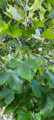 Platanus × hispanica