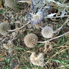Echinops tataricus
