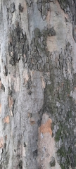 Platanus × hispanica