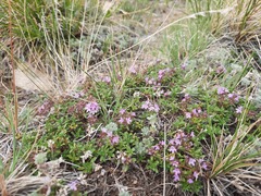 Thymus mongolicus