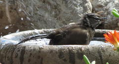 Cercotrichas coryphoeus coryphoeus