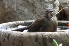 Cercotrichas coryphoeus coryphoeus