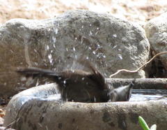 Cercotrichas coryphoeus coryphoeus