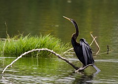 Anhinga melanogaster