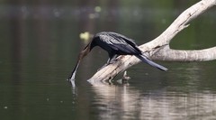 Anhinga melanogaster