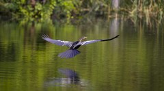 Anhinga melanogaster