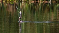 Anhinga melanogaster
