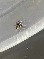 Kalcerrytus