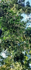 Tilia