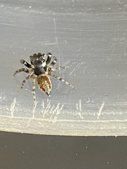 Kalcerrytus