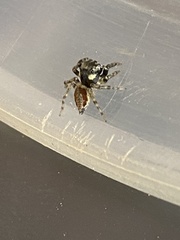 Kalcerrytus