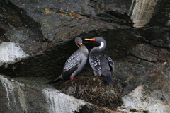 Poikilocarbo gaimardi