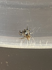 Kalcerrytus