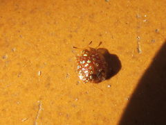 Charidotis auroguttata