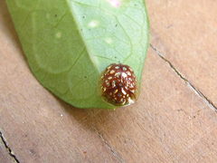 Charidotis auroguttata