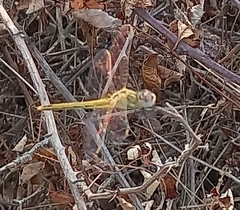 Sympetrum fonscolombii