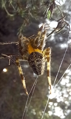 Araneus diadematus