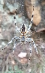 Araneus diadematus