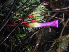 Oxalis stokoei
