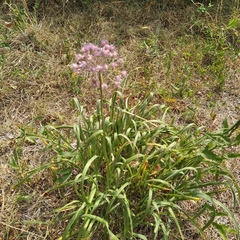 Allium angulosum
