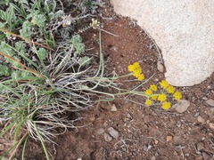 Bupleurum bicaule