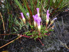 Oxalis stokoei