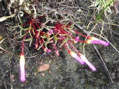Oxalis stokoei