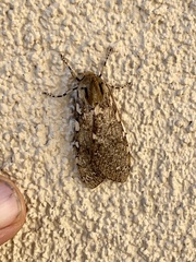 Pseudohemihyalea labecula